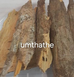 UMTHATHE